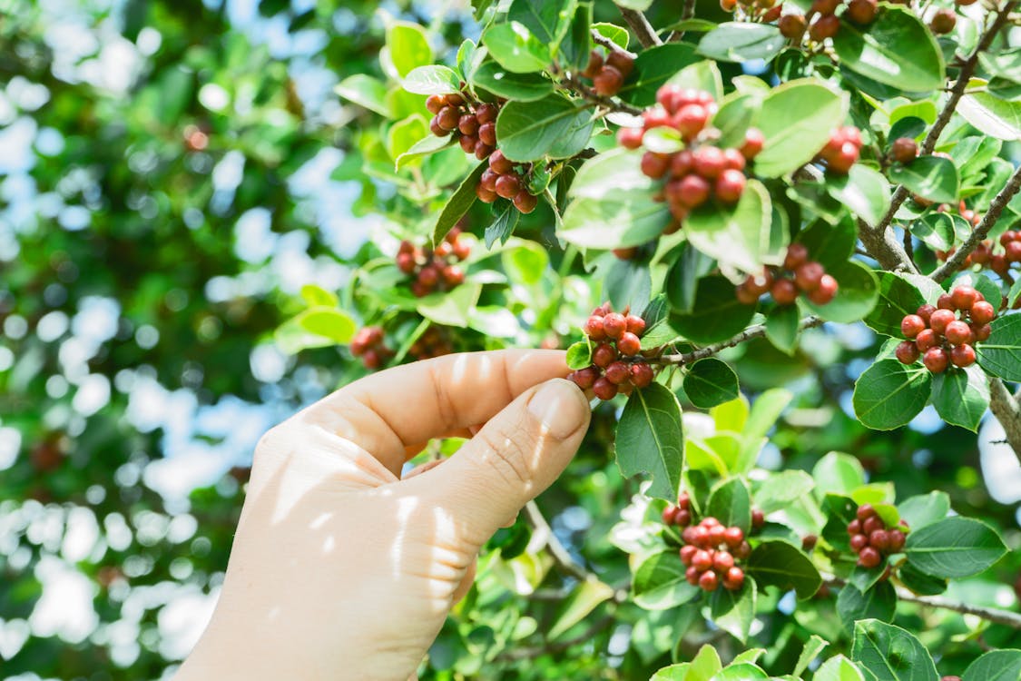 Cultivo de café
